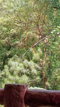 Forest in Kaliurang, Sleman, Special Region of Yogyakarta, Indonesia. It shows the forest next to a wooden fence.