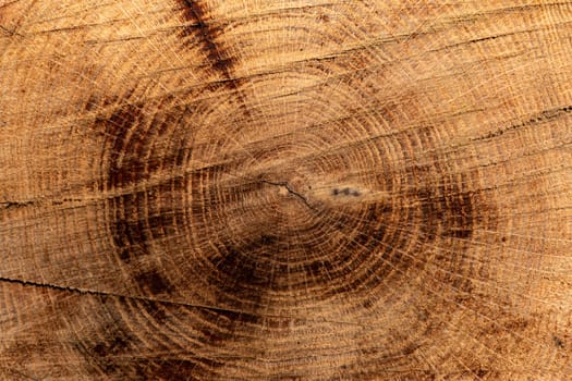 Close-up view of a tree cross-section or tree ring pattern, which reveals the growth rings of the wood