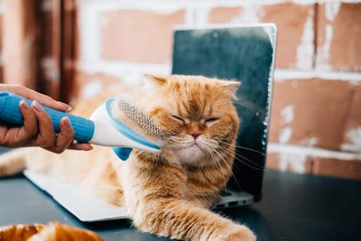 Morning routine at home, A woman combing her Scottish Fold cat's long fur with affection. The cat's relaxation and the care she provides are beautifully captured. Pat love routine
