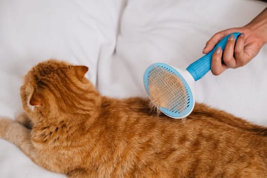 A woman holds her ginger Scottish Fold cat, brushing its long fur with affection. The cat's sleepy contentment in her hand reflects the depth of their owner-pet bond. Pat love routine