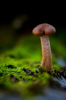 Vertical macro shot of Honey Fungus from the genus Armillaria, possibly Armillaria mellea growing on the trunk of a fallen birch tree