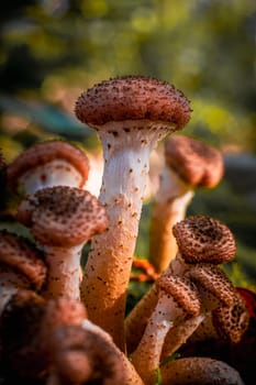 Vertical macro shot of multiple Honey Fungus from the genus Armillaria, possibly Armillaria mellea growing on the trunk of a fallen birch tree