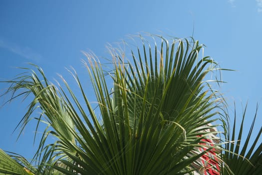 Dates palm. The Arecaceae is a family of perennial, flowering plant in the monocot order Arecales. Washingtonia robusta, known by common name as the Mexican fan palm, Mexican washingtonia or skyduster