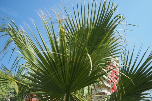 The Arecaceae is a family of perennial, flowering plant in the monocot order Arecales. Washingtonia robusta, known by common name as the Mexican fan palm, Mexican washingtonia or skyduster