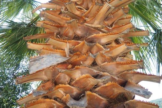 The Arecaceae is a family of perennial, flowering plants in the monocot order Arecales. Washingtonia robusta, known by common name as the Mexican fan palm, Mexican washingtonia, or skyduster.