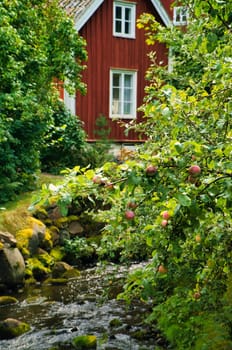 Apple tree with apples by a stream in front of a red Swedish house with garden. Swedish nature