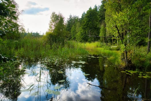 Lake in Sweden. Water lilies and reeds in the water. Trees on the shore. Scandinavian nature