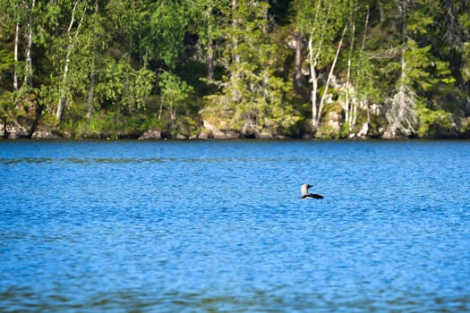 Loon, black-throated diver in a lake in Sweden with blue water and trees on the shore. Nature photo of an animal in Scandinavia