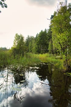 Lake in Sweden. Water lilies and reeds in the water. Trees on the shore. Scandinavian nature