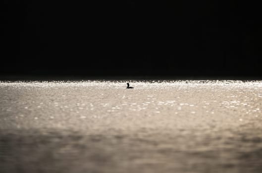 A miniature silhouette of a magnificent grebe bird in the glittering waters of a Swedish lake. Wildlife from Scandinavia. Rough nature in the north