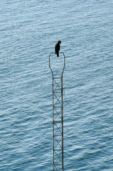 A black cormorant bird on a metal, narrow structure above a calm water surface. The background is characterized by wavy, blue water.