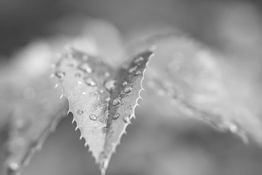 Macro shot in black and white of a leaf covered with water droplets. Plant photo from nature