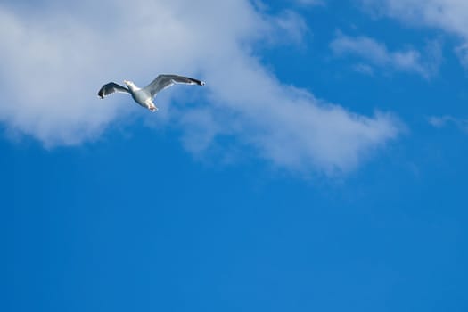 Seagull flying in the sky. White clouds in the background. Bird from the coast. Animal photo from nature of a seagull
