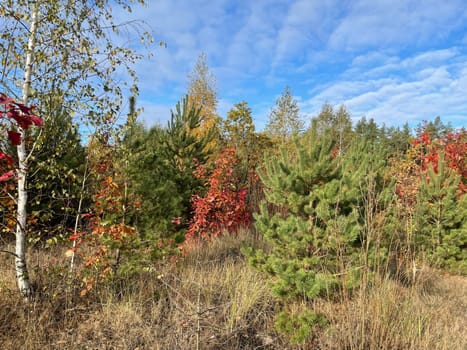A breathtaking view of a vibrant autumn forest, with trees showcasing a spectrum of colors from deep reds and oranges to bright yellows and greens.