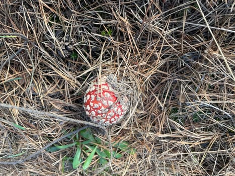 A vibrant red and white fly agaric mushroom (Amanita muscaria) stands in a lush autumn forest, surrounded by fallen leaves and earthy tones.