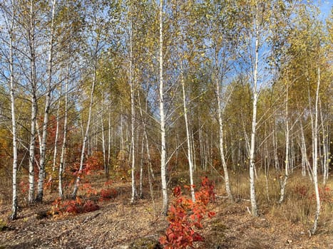 A breathtaking view of a vibrant autumn forest, with trees showcasing a spectrum of colors from deep reds and oranges to bright yellows and greens.