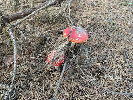 A vibrant red and white fly agaric mushroom (Amanita muscaria) stands in a lush autumn forest, surrounded by fallen leaves and earthy tones.