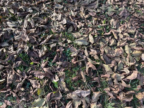 A detailed close-up of fallen autumn leaves layered on the ground, showcasing a rich array of textures and colors, from deep reds and oranges to muted yellows and browns.