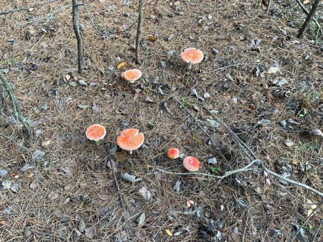 A vibrant red and white fly agaric mushroom (Amanita muscaria) stands in a lush autumn forest, surrounded by fallen leaves and earthy tones.
