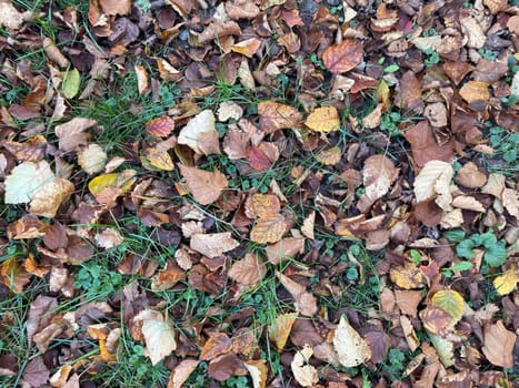 A detailed close-up of fallen autumn leaves layered on the ground, showcasing a rich array of textures and colors, from deep reds and oranges to muted yellows and browns.