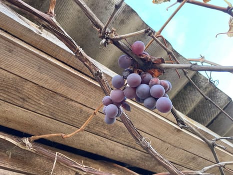 A lush cluster of Concord grapes hanging from a vibrant green vine in a sunny garden. The deep purple, juicy grapes are ready for harvest, creating a beautiful contrast against the leaves.