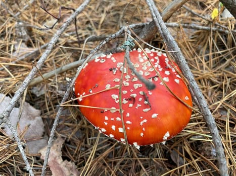 A vibrant red and white fly agaric mushroom (Amanita muscaria) stands in a lush autumn forest, surrounded by fallen leaves and earthy tones.