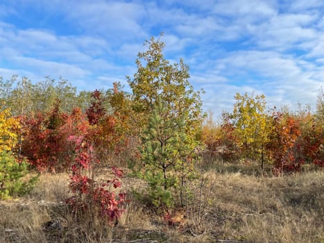 A breathtaking view of a vibrant autumn forest, with trees showcasing a spectrum of colors from deep reds and oranges to bright yellows and greens.