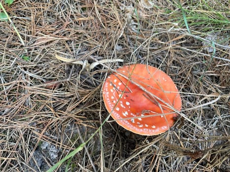 A vibrant red and white fly agaric mushroom (Amanita muscaria) stands in a lush autumn forest, surrounded by fallen leaves and earthy tones.