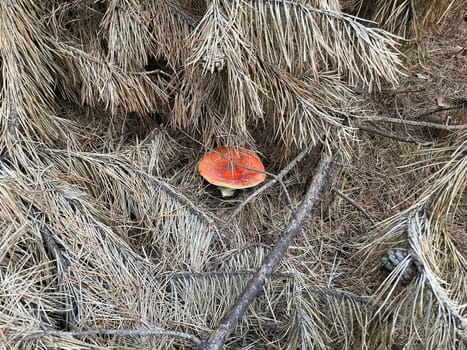 A vibrant red and white fly agaric mushroom (Amanita muscaria) stands in a lush autumn forest, surrounded by fallen leaves and earthy tones.