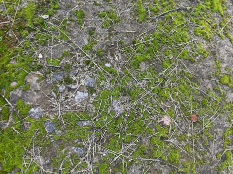 A vibrant collection of green plants thriving on the ground, showcasing a variety of textures and leaf shapes.