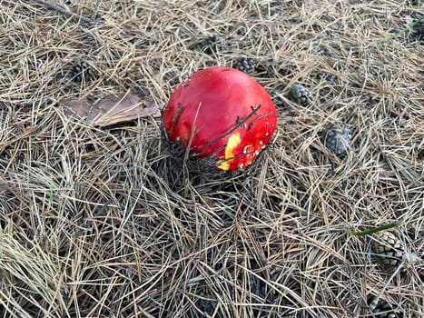 A vibrant red and white fly agaric mushroom (Amanita muscaria) stands in a lush autumn forest, surrounded by fallen leaves and earthy tones.