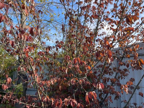 A beautiful display of vibrant autumn foliage on trees in a peaceful garden setting. The leaves, in shades of gold, red, and orange, create a warm and inviting atmosphere, capturing the essence of fall.