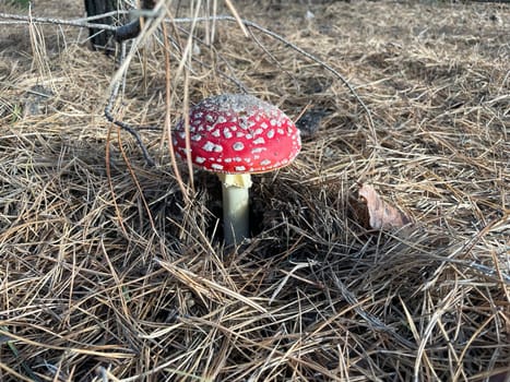 A vibrant red and white fly agaric mushroom (Amanita muscaria) stands in a lush autumn forest, surrounded by fallen leaves and earthy tones.