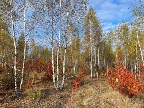 A breathtaking view of a vibrant autumn forest, with trees showcasing a spectrum of colors from deep reds and oranges to bright yellows and greens.