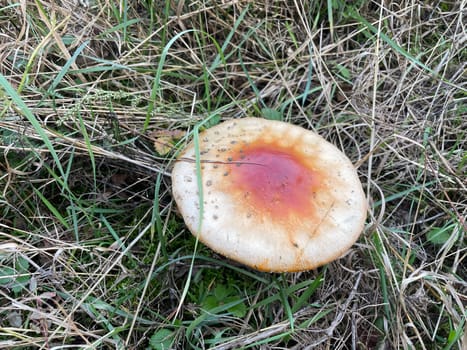 A vibrant red and white fly agaric mushroom (Amanita muscaria) stands in a lush autumn forest, surrounded by fallen leaves and earthy tones.