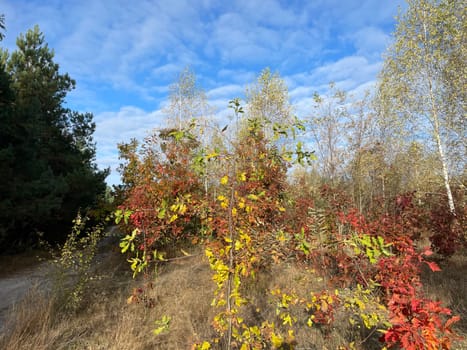 A breathtaking view of a vibrant autumn forest, with trees showcasing a spectrum of colors from deep reds and oranges to bright yellows and greens.