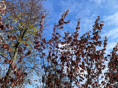 A beautiful display of vibrant autumn foliage on trees in a peaceful garden setting. The leaves, in shades of gold, red, and orange, create a warm and inviting atmosphere, capturing the essence of fall.