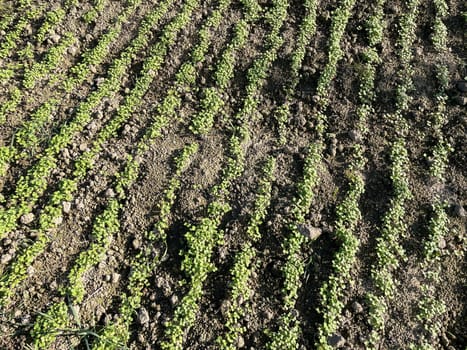 Lush, green beds of cover crops used as green manure in an organic garden. These vibrant plants enrich the soil naturally, supporting sustainable gardening practices and boosting soil health for future crops.