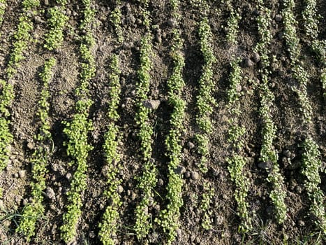 Lush, green beds of cover crops used as green manure in an organic garden. These vibrant plants enrich the soil naturally, supporting sustainable gardening practices and boosting soil health for future crops.