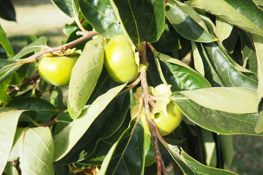 The persimmon is the edible fruit of a number of species of trees in the genus Diospyros. The most widely cultivated of these is the kaki persimmon, Diospyros kaki family Ebenaceae. Fruit on a branch.