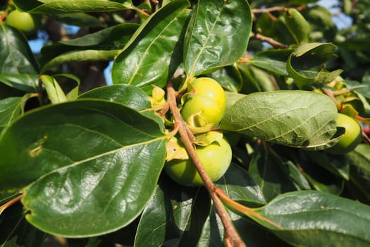 The persimmon is the edible fruit of a number of species of trees in the genus Diospyros. The most widely cultivated of these is the kaki persimmon, Diospyros kaki family Ebenaceae. Fruit on a branch.
