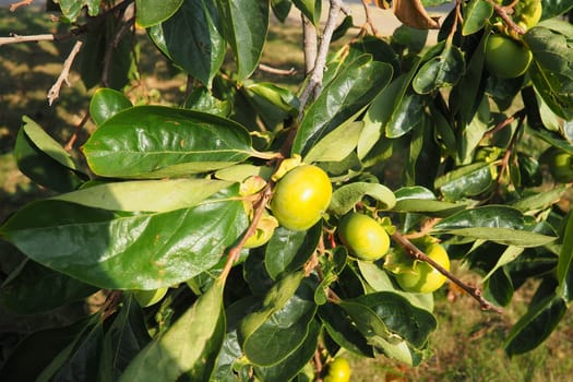 The persimmon is the edible fruit of a number of species of trees in the genus Diospyros. The most widely cultivated of these is the kaki persimmon, Diospyros kaki family Ebenaceae. Fruit on a branch.