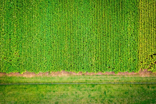 Top-down view of tobacco farm in Central Kentucky