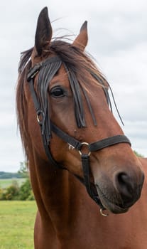 A brown horse with a black mane and a black bridle. The horse has a black nose and is looking at the camera