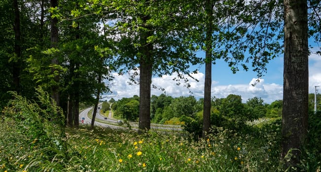 A peaceful and serene scene of a road surrounded by trees and a field of yellow flowers. The road is lined with trees on both sides, creating a natural and calming atmosphere