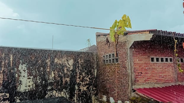 A view of a plant on a roof or living on a roof of a brown or red building