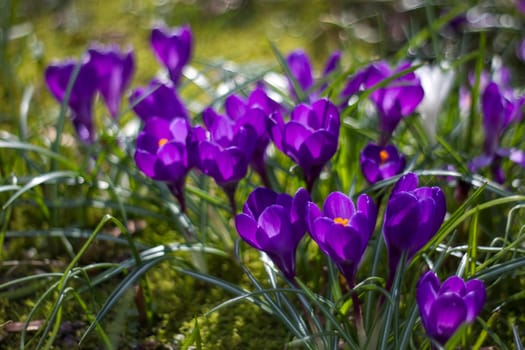 crocus flowers in the garden -  spring flowers - soft focus
