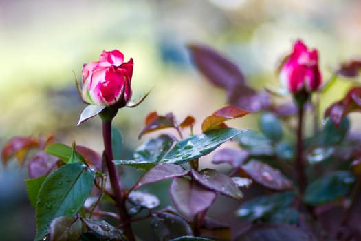 roses in a garden - close up - soft focus