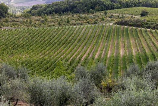 The rural landscape with vineyards near Pienza in Tuscany. Italy