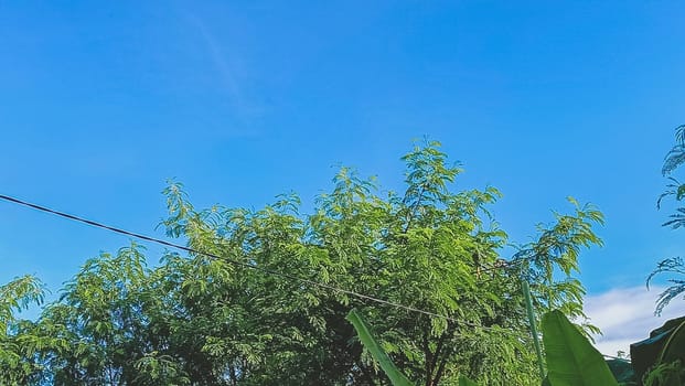 Trees with blue sky background. Green Leaves of trees shined by the sunlight shows its true color.